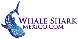 Tiburón Ballena México - Whale Shark México
